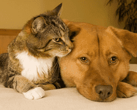 Canon Citys Most Trusted Pet Stain Odor Removal