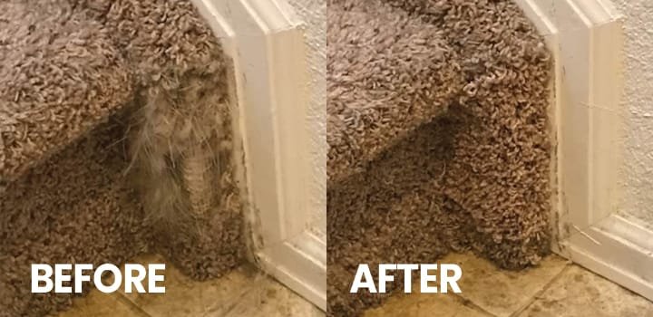 Choice for Carpet Upholstery Cleaning